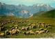 Photo Cpsm Cpm Animaux Moutons Troupeau Dans Les Alpes 1984 Pour Bagnolet - Sonstige & Ohne Zuordnung