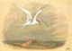 Animaux - Oiseaux - Sterne Pierregarin - Editeur Yvon - Collection Oiseaux De Mer - Dessin - CPM - Voir Scans Recto-Vers - Vogels