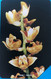 SIERRA-LEONE - Phonecerd - Flower - Orchidae - 10 Units - Sierra Leona