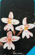 SIERRA-LEONE - Phonecerd - Flower - Orchidae - 25 Units - Sierra Leona
