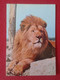 SPAIN POSTAL POST CARD SAFARI PARK VERGEL ALICANTE COSTA BLANCA LEÓN LION COSTABLANCA ESPAGNE ANIMALS...SPANIEN SPAGNA - Dauphins