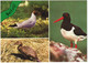 Delfzijl - Vogels - (Groningen, Holland) -Bird/Oiseau/Vögel/Vogel - Delfzijl