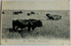 Camargue Manade De Taureaux Rare - Stiere