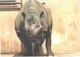 Rhinoceros In Zoo - Rhinoceros