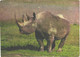 Rhinoceros On Field - Neushoorn