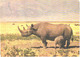 Rhinoceros With Son In Africa - Rhinocéros