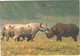 Walking Rhinoceroses In Ngorongoro Crater - Rhinozeros
