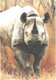 Rhinoceros Walking On Savan - Rhinoceros