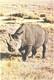 Black Rhinoceros, Diceros Bicornis - Rhinocéros