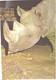 Black Rhinoceros, Diceros Bicornis, Large Size Postcard, 1989 - Rhinozeros