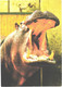 Yawning Hippopotamus, Hippopotamus Amphibius - Flusspferde