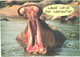 Yawning Hippopotamus, Hippopotamus Amphibius - Ippopotami