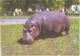 Eating Hippopotamus, 1972 - Flusspferde