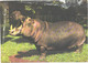 Yawning Hippopotamus, Hippopotamus Amphibius - Hippopotames