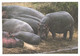 Hippopotamus Amphibius At Rest - Flusspferde