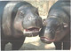 Hippopotamuses In Zoo - Flusspferde