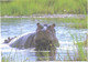 Hippopotamus In Water - Hippopotames
