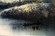 Paysage Avec Chute D'eau, Rivière, Forêt Et Montagnes, Hamdi, 1994/Landscape With Waterfall, River, Forest And Mountains - Olii