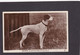 Dog Card -  The Pointer.  RPPC. - Chiens