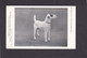 Dog Card - Wirehaired Fox Terrier, Champion Dusky Admiral, Property Of Mr Chris Houlker - Chiens