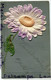 - Anniversaire - Grosse Marguerite En Relief, écrite, 1909, épaisse, Fleurs,  TBE, Scans. - Geburtstag