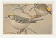 Postcard - Ansichtkaart Veen Amsterdam (NL) Vogels - Birds - Uccelli