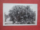RPPC  Grapefruit Tree    Clearwater Florida > Clearwater       Ref 5056 - Clearwater