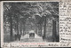 DOODE LAAN HOUT ALKMAAR Nederland  Noord-Holland  Alkmaar NETHERLANDS HOLLAND UNDIVIDED BACK USED BRIEFKAART PAYS-BAY - Alkmaar