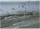 De Waddenzee - (Zeemeeuwen, Zeevogels) - (Holland) - Altri & Non Classificati