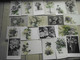 Ca. 57 Ansichtskarten - Nur Blumen, Meist Vor 1945 Und älter, Schwarz/ Weiß Und Bunt, Gelaufen/ungelaufen - 5 - 99 Cartes