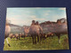 Old Postcard Mongolia Camels  1970s - Stereo 3D PC - Mongolia