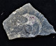 Rare   Fossile Marin 0.150 Grammes - Fossiles