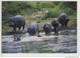 KENYA; KENIA,  AFRICAN WILDLIFE - Hippos    - Special Format - Flusspferde