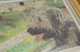 Delcampe - PETIT TABLEAU CHIEN GRIFFON Signé J.M. Cadre Bois Doré XXe Collection Déco XXe - Olii