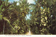 BAHAMAS - CLUB MEDITERRANEE GARDENS, NASSAU 1980 / P39 - Bahamas