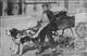 ARDENNES ILLUSTREES - Un Marchand De Légumes- N° 433 - TRES BEL  ATTELAGE De 2 CHIENS - Andere & Zonder Classificatie