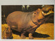 Animals, Hippopotamuses Postcard - Flusspferde