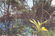 TRINIDAD - MANGROVE, SALIBIA BAY, NORTH-EAST / P66 - Trinidad