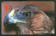 BIRDS / EAGLE / BOOTED EAGLE - Aigles & Rapaces Diurnes