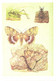 L.V.Aristov:Different Insects, Grasshopper, Butterfly, 1988 - Insects