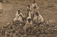 Gathering Pineapples In Fiji Ananas  Tuck  Indian Workers Emigrants - Fiji