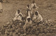 Gathering Pineapples In Fiji Ananas  Tuck  Indian Workers Emigrants - Fidschi