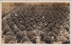 JAPAN -  Untitled RPPC - Tea Plantation - Other & Unclassified