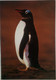 Gentoo  Penguin - Falklandeilanden