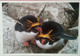 Macaroni Penguin Couple - Falkland