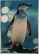 Chinstrap Penguin - Falkland Islands