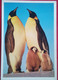 Emperor Penguins - Falklandeilanden