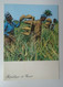 D182668  République De  Guinée -Guinea  -Recolte D'Ananas - Collecting -Harvesting  Pineapple - Guinée
