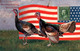 Cordial Thanksgiving Greetings - Turkeys And American Flag - Illustration Signée A. - Autres & Non Classés