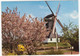 Rolde (Dr) - Molen In De Lente - De Korenmolen Van Rolde - (Nederland) - (Moulin à Vent, Mühle, Windmill, Windmolen) - Rolde